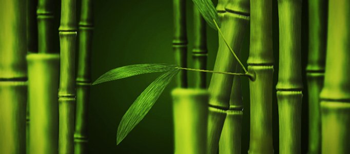 Draw a Nice Bamboo Artwork using Photoshop