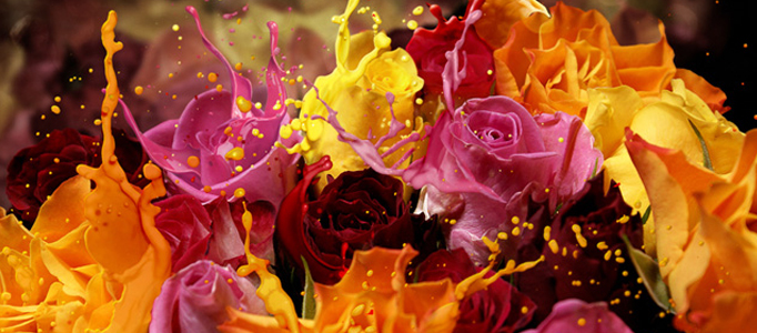 Apply Liquefied Effect to Colorful Flowers