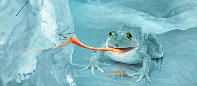 Frog Preying Insect under Water