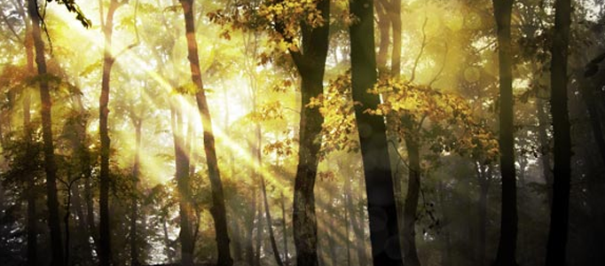 Photoshop to Create a Fantasy Forest Scene