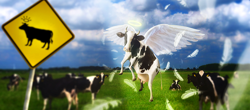 Photo Manipulating a Simple Flying Cow Scene