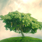 Photo Combination Green Tree under Cloudy Sky