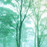 Natural Green Forest Formation
