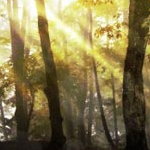 Photoshop to Create a Fantasy Forest Scene