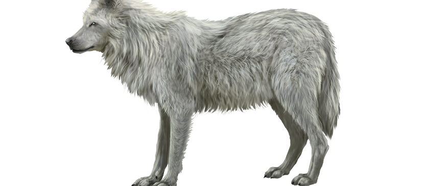 Tips of Painting Realistic Furs for Animals