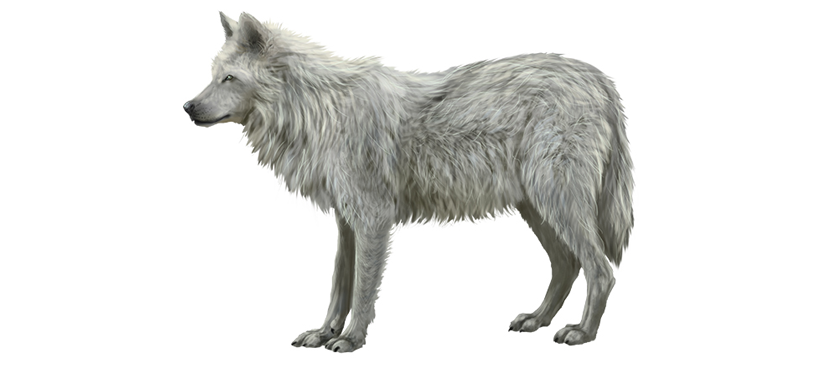 Tips of Painting Realistic Furs for Animals L