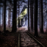 Manipulating a Dark Forest Scene